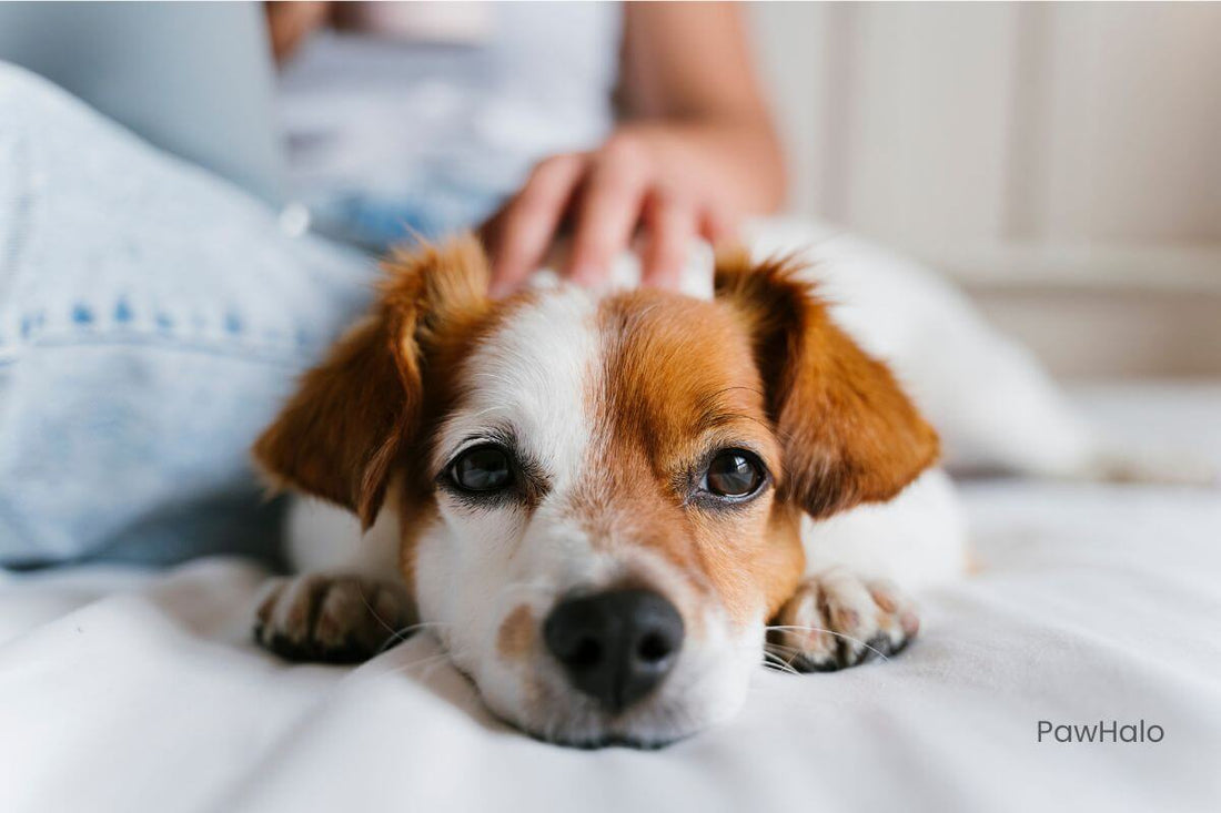 A peaceful dog resting in a warm, sunlit home, symbolizing love and healing after pet loss.