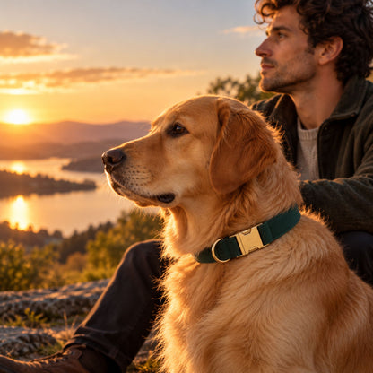 Golden retriever wearing a dark green velvet dog collar outdoors at sunset
