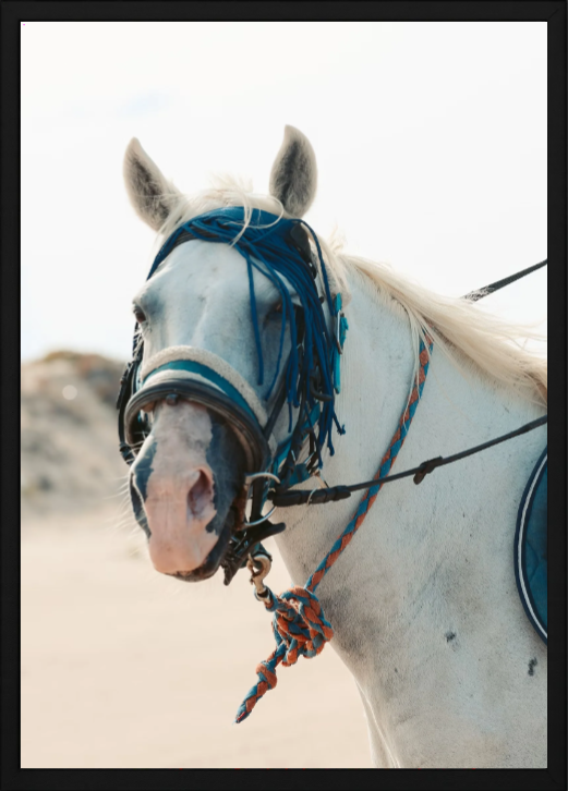 Custom Pet Photo Frames