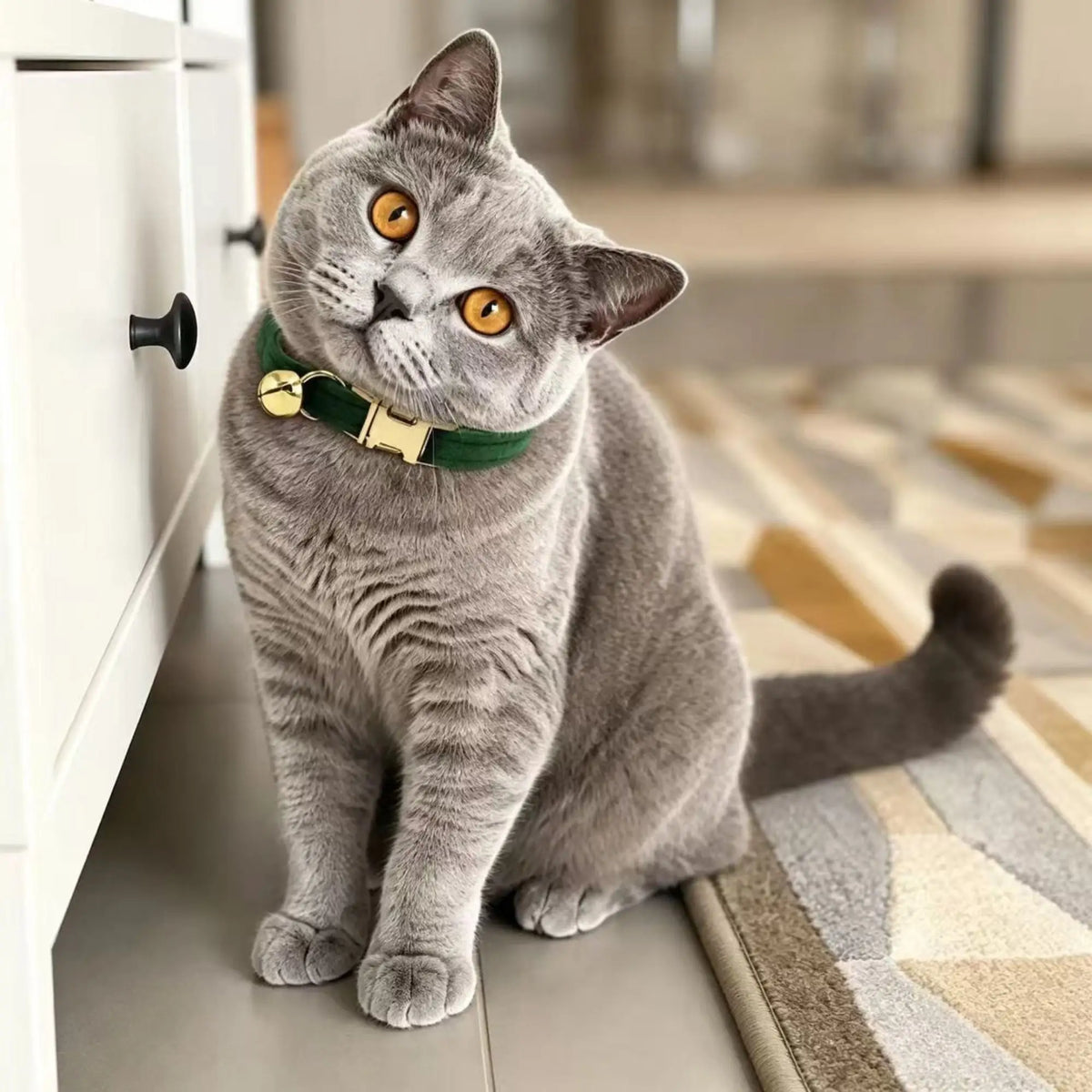 Gray cat tilting its head while wearing a green velvet collar with gold-tone buckle and bell