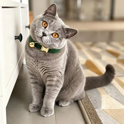 Gray cat tilting its head while wearing a green velvet collar with gold-tone buckle and bell