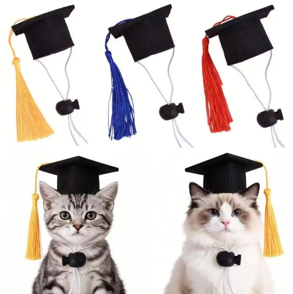 Two cats wearing PawHalo mini black academic graduation hats with yellow tassels on a clean white background.