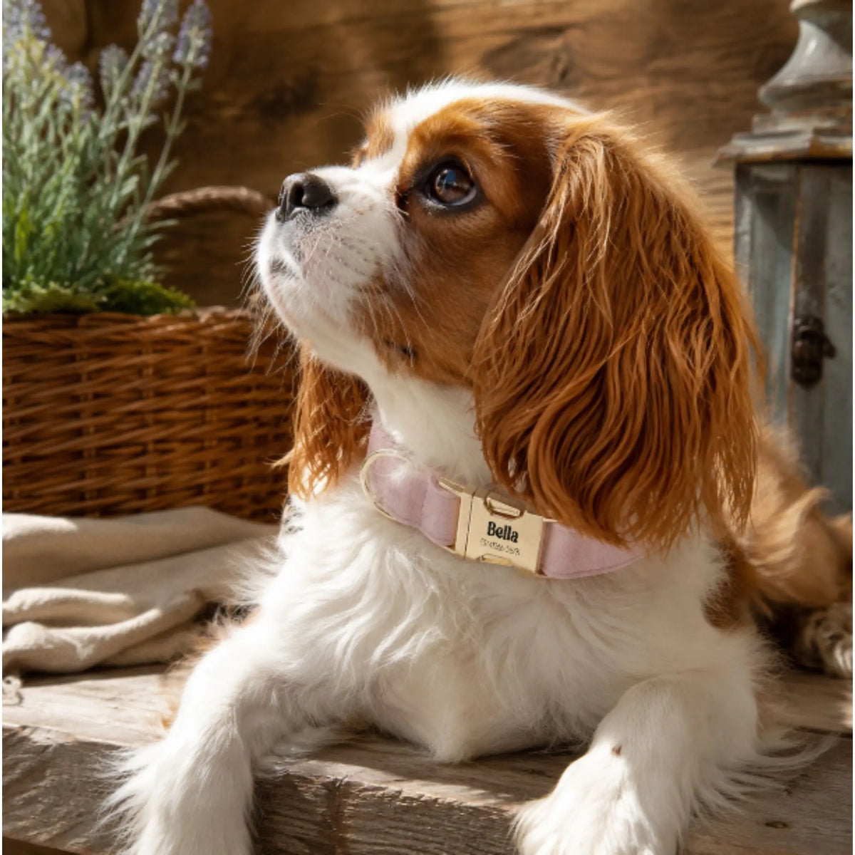 Small brown and white dog wearing a pink velvet collar indoors