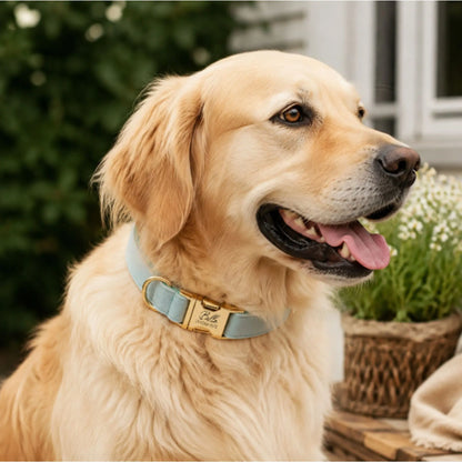 Golden retriever wearing a turquoise personalized collar with engraved buckle